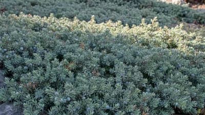 Creeping Juniper