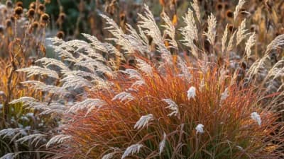 Little Bluestem