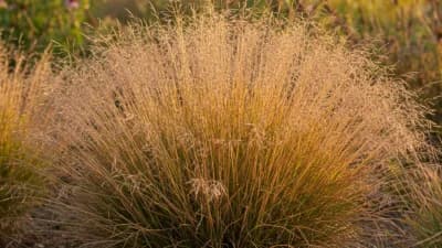 Prairie Dropseed