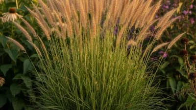 Karl Foerster Feather Reed Grass