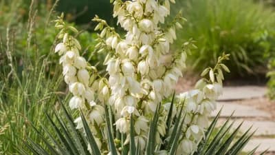 Yucca
