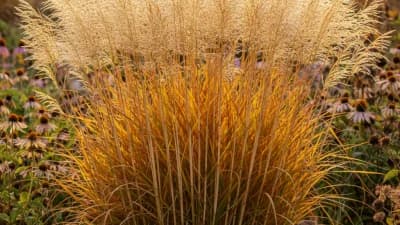 Switchgrass