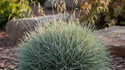 Blue Fescue