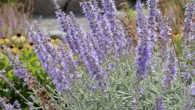 Russian Sage