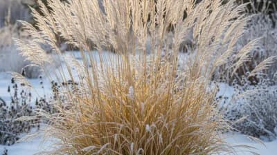 Karl Foerster Feather Reed Grass