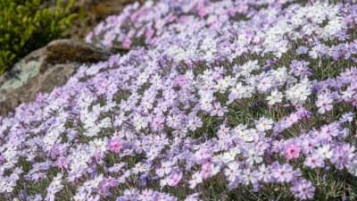 Creeping Phlox