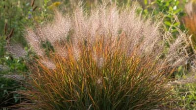 Little Bluestem