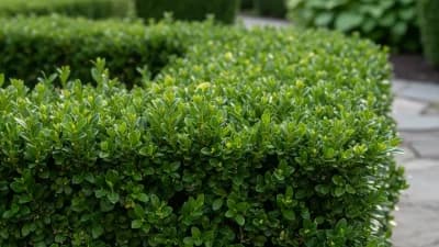 Boxwood
