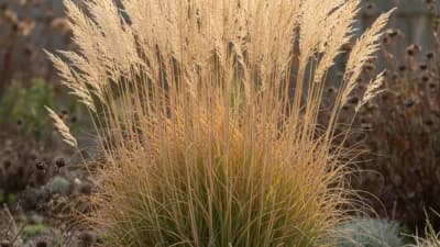 Karl Foerster Feather Reed Grass