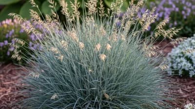 Blue Fescue
