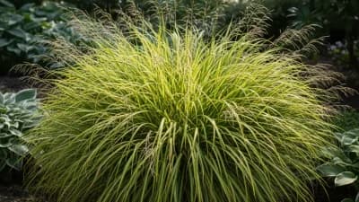 Japanese Forest Grass