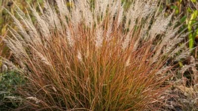 Little Bluestem