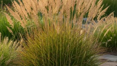 Karl Foerster Feather Reed Grass