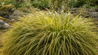 Japanese Forest Grass