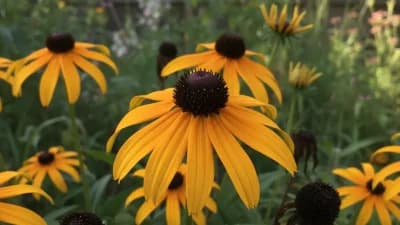 Black-Eyed Susan