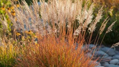 Little Bluestem