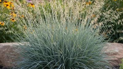 Blue Oat Grass