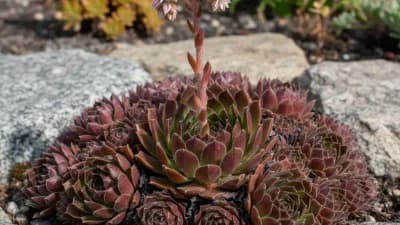 Hen and Chicks