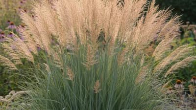 Northwind Switchgrass