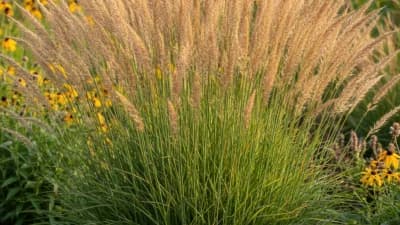 Karl Foerster Feather Reed Grass