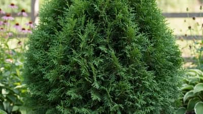 Green Giant Arborvitae