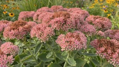 Autumn Joy Sedum