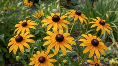 Black-Eyed Susan