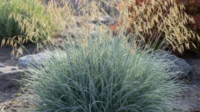 Blue Oat Grass