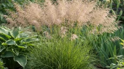 Tufted Hair Grass