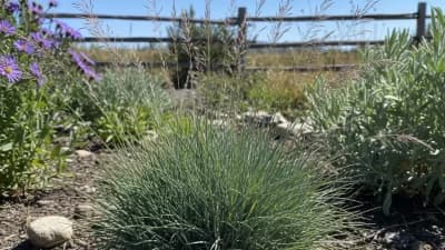 Idaho Fescue