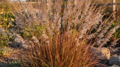 Little Bluestem