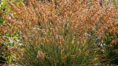 Sideoats Grama