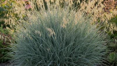 Blue Oat Grass