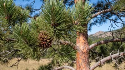 Ponderosa Pine