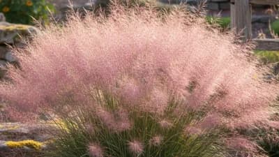 Muhly Grass