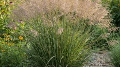 Switchgrass