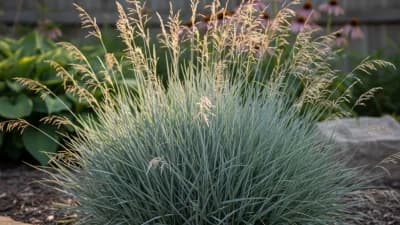 Blue Fescue