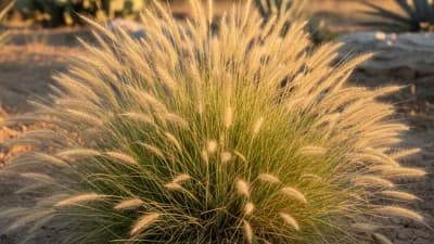 Mexican Feather Grass
