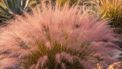 Gulf Muhly