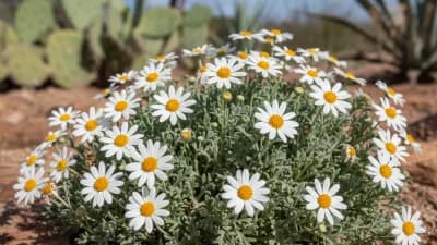 Blackfoot Daisy