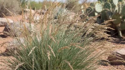 Blue Grama Grass