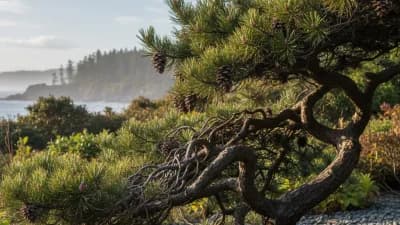 Shore Pine