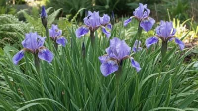 Pacific Coast Iris