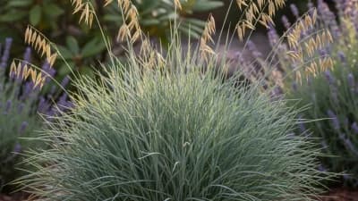 Blue Oat Grass