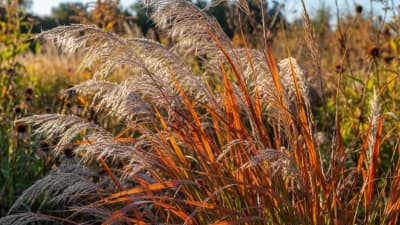 Little Bluestem