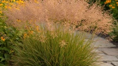 Prairie Dropseed