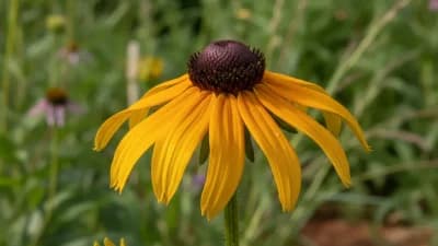 Black-Eyed Susan