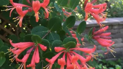 Coral Honeysuckle