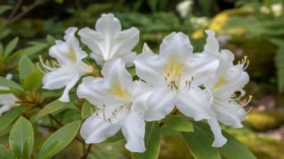 Alabama Azalea