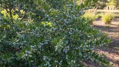 Southern Wax Myrtle